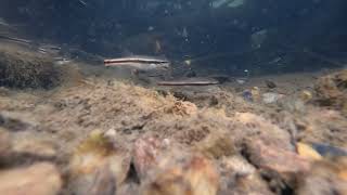 Eastern Blacknose Dace