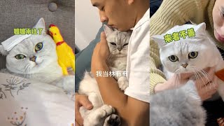 【喵才是灯泡】灯泡已升为大佐级别的绿茶 #绿茶猫