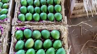 Pure Ratnagiri Hapoos Mangoes