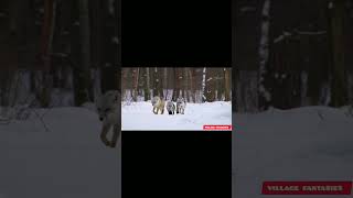 Arctic Fox Walking with Adorable Cubs | Wildlife in the Arctic | #ar #arcticfox #polarfox #shorts