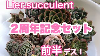 【多肉植物】リエールさんの2周年記念セットの紹介です。可愛い多肉が10個入ったセットで今回は前半になります。