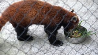 羽村市動物公園　レッサーパンダ　バースデーガイド　Birthday guide of the red panda