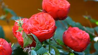 #Red Rose Flower nature beauty whatsapp status 4k video