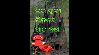 ଧିକ୍ ତମ ଯୋଜନା    #Kanchantv #କାଞ୍ଚନଟିଭି #ଖୋର୍ଦ୍ଧା