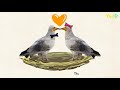 why the egyptian vultures are so special educational video for children