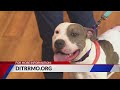 Diamonds in The Ruff Rescue and APA Adoption Center seeking forever homes for pets