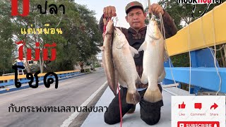 มีปลาแต่เหมือนไม่มีโชคกับกระพงทะเลสาปสงขลา