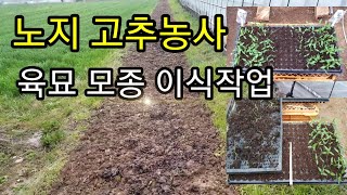 노지 고추 농사/ 논 땅에서 고추 재배/ 토종 고추 모종 육묘 (20년03월12일)