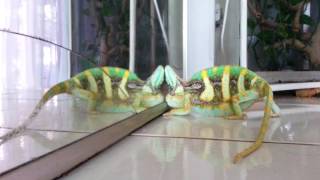 Chameleon fight with mirror