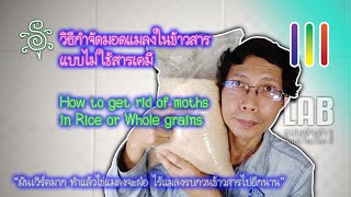 วิธีกำจัดมอดแมลงในข้าวสาร แบบไม่ใช้สารเคมี - How to get rid of moths in Rice or Whole grains