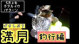 【富山湾】ホタルイカパターン【満月】