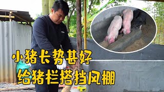 5只小猪长势不错，老肥加急给猪栏搭棚遮风，小航航也来看热闹【农人老肥】