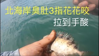 QQ馬釣魚頻道 - 北海岸3指臭肚花花咬