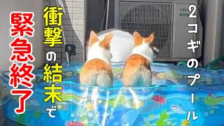 水遊びの楽しさに目覚めたコーギー達にプールを用意したら衝撃の結末で緊急終了しました