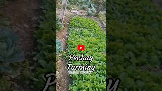 PECHAY FARMING | FOR TRANSPLANT SEEDLINGS | FARMING