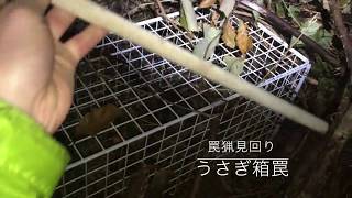 罠猟（うさぎ箱罠の見回り）。狩猟