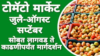 टोमॅटो बाजार भाव जुलै,ऑगस्ट आणि सप्टेंबर मध्ये काय असेल? संपूर्ण सल्ला व मार्गदर्शन प्लॉटवर #टोमॅटो