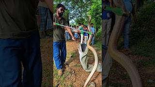 देखिए कैसे चिमटे से सांप फिसल गया #snake #viralvideo #trending #youtubeshorts #shorts