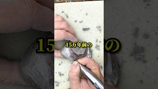 偶然拾った15万年前の化石