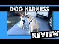 Rabbitgoo Dog Harness Review