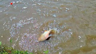 PACU FISHING WITH A BAMBOO ROD AND USING THIS FRUIT THAT I DON'T KNOW THE NAME OF AS BAIT./ROOT F...