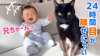 ３匹の猫と 生後7ヶ月の赤ちゃんと過ごす尊い１日✨