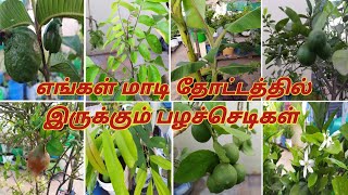 எங்கள் மாடி தோட்டத்தில் இருக்கும் பழச்செடிகள்.