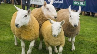 Cheviot Sheep | Compact Hardy Adaptable