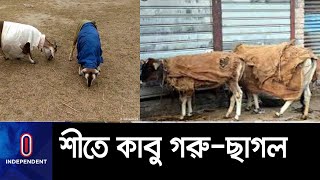 শীত থেকে গরু-ছাগলকে বাঁচাতে যা করছেন খামারিরা...[Winter Severity]