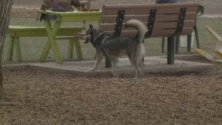 Vacationing dogs prefer Albuquerque