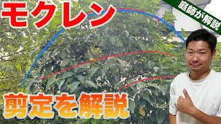 モクレンの剪定・花芽と葉芽を確認しながら切る【庭師が解説】