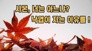 시몬 너는 아느냐? 낙엽이 지는 이유를!!