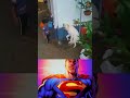 Kid saves a thirsty dog giving him water 🤍 #superman #davidbowie #starman #shorts #shortsvideo #fyp