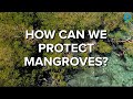 How Can We Protect Mangroves?