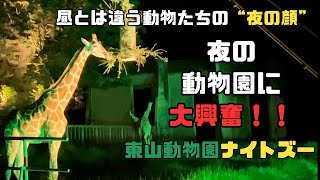 【2023年最新版】東山動物園ナイトズーが最高！！