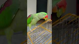 Ay mitho talk and smart🤣😂 #mitho #parrot #shortvideo