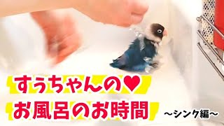 LoveBird Su-chan's Bath Time❤️インコのすぅちゃん、水浴びタイム❤️