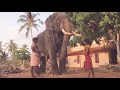 chirakkal sabarinathan ചിറക്കൽ ശബരിനാഥ് യുവ രാജാവ് beautiful elephant