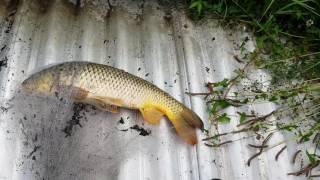 Cast Netting a Carp