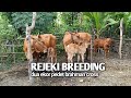 REJEKI HASIL BREEDING SAPI KELUAR 2 EKOR BRAHMAN CROSS