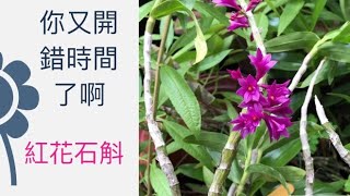 又開錯季節了?? 紅花石斛蘭   Dendrobium miyakei