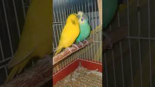 زوج بادجي منتج.budgie pair