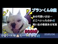 【フレンチブルドッグの子犬】パピー2ヶ月がおうちにやってきた頃の懐かしい写真を発見‼️ フレンチブルドッグのブラン　french bulldog