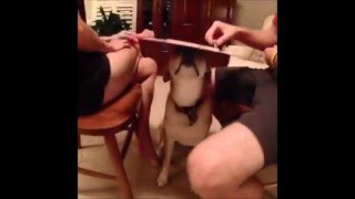 Owner Uses Dog as Table for Board Game