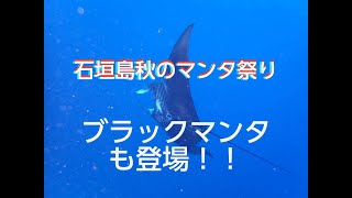 石垣島ダイビング　石垣島秋のマンタ祭り！！ブラックマンタも登場！！ishigakishima mantarei