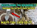 WAJIB TAU CARA YANG SATU INI AGAR DURIAN CEPAT BERBUAH LEBAT