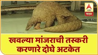 खवल्या मांजराची तस्करी करणारे दोघे अटकेत | ठाणे | एबीपी माझा