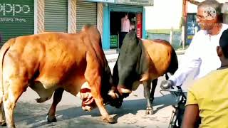 funny Cow fights inside the street#গরুর মারাত্মক রূপ