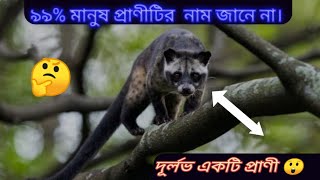 ৯৯% মানুষ প্রাণীটির নাম জানে না। দূর্লভ একটি প্রাণী।গন্ধগোকুল।  খাট্টাস। বন বিড়াল। Asian palm civet.