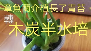 章魚蘭轉木炭半水培4/1/2020